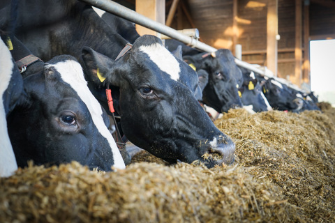 Dairy cows eating silage