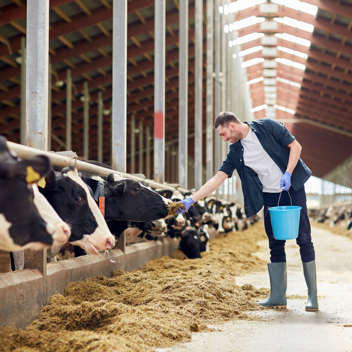 Dairy Farm Cows Indoors Eating Silage